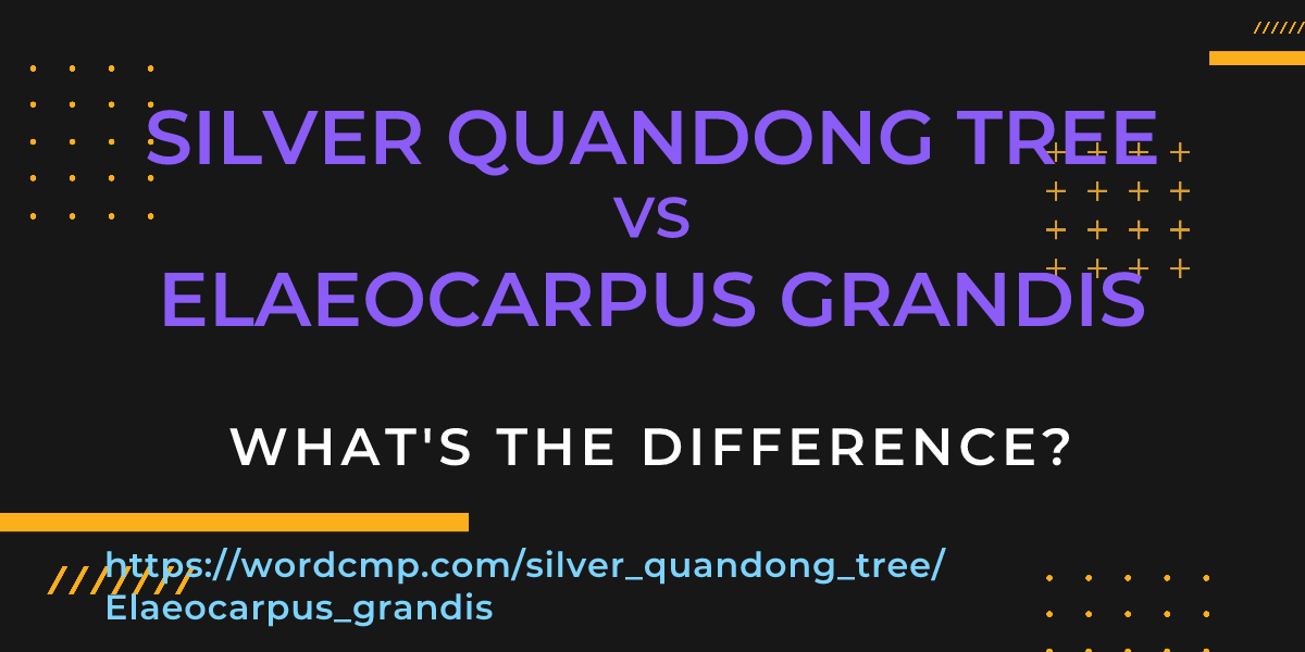 Difference between silver quandong tree and Elaeocarpus grandis