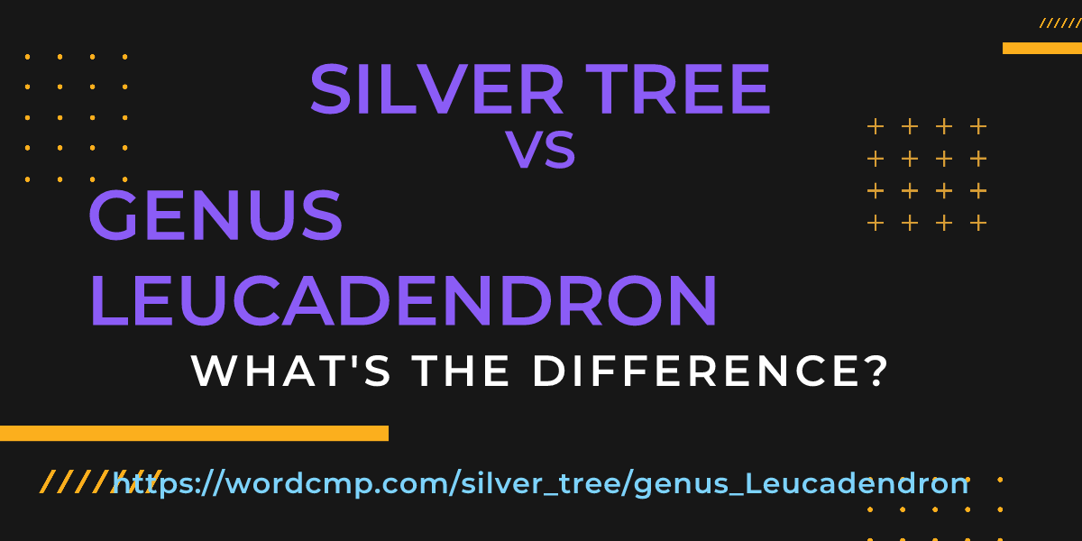 Difference between silver tree and genus Leucadendron