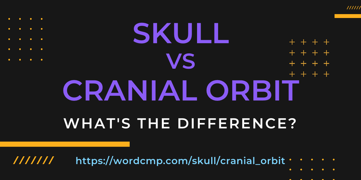 Difference between skull and cranial orbit