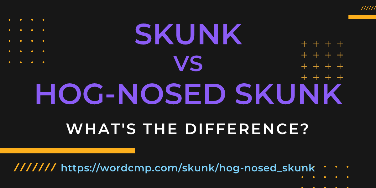 Difference between skunk and hog-nosed skunk
