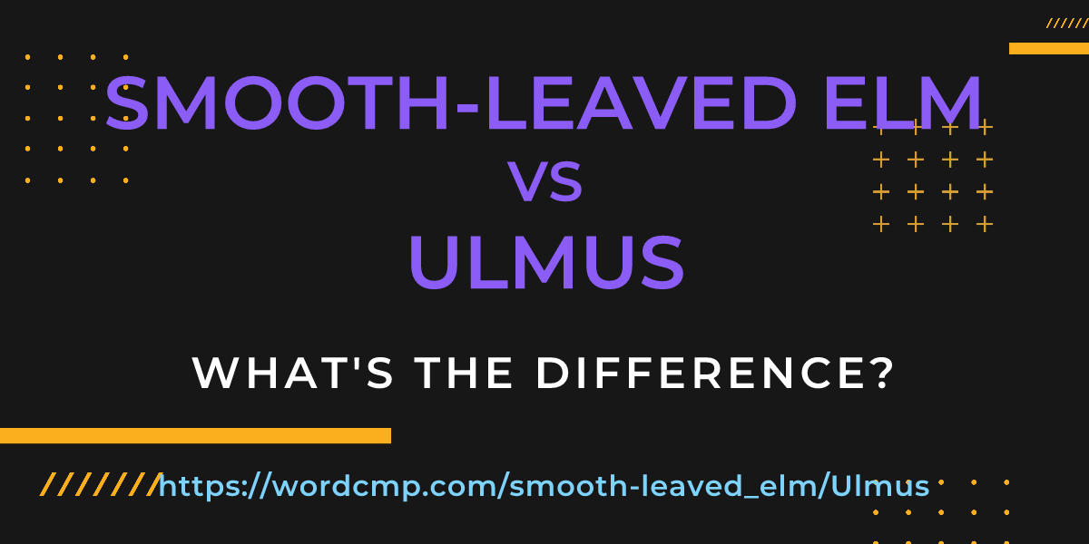 Difference between smooth-leaved elm and Ulmus