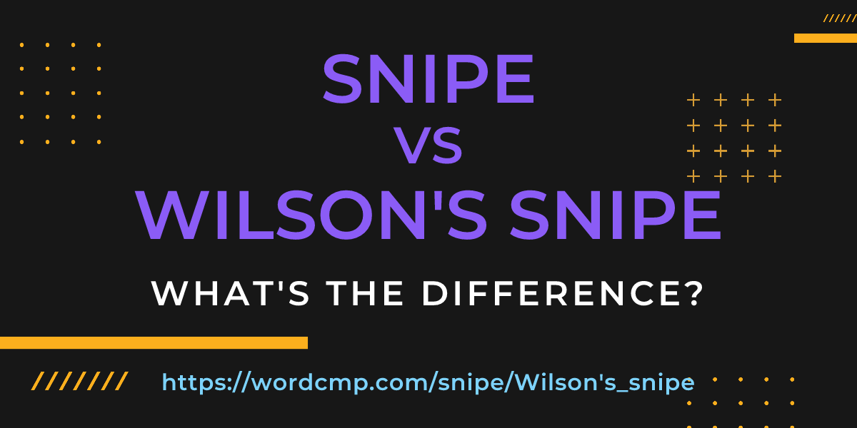 Difference between snipe and Wilson's snipe