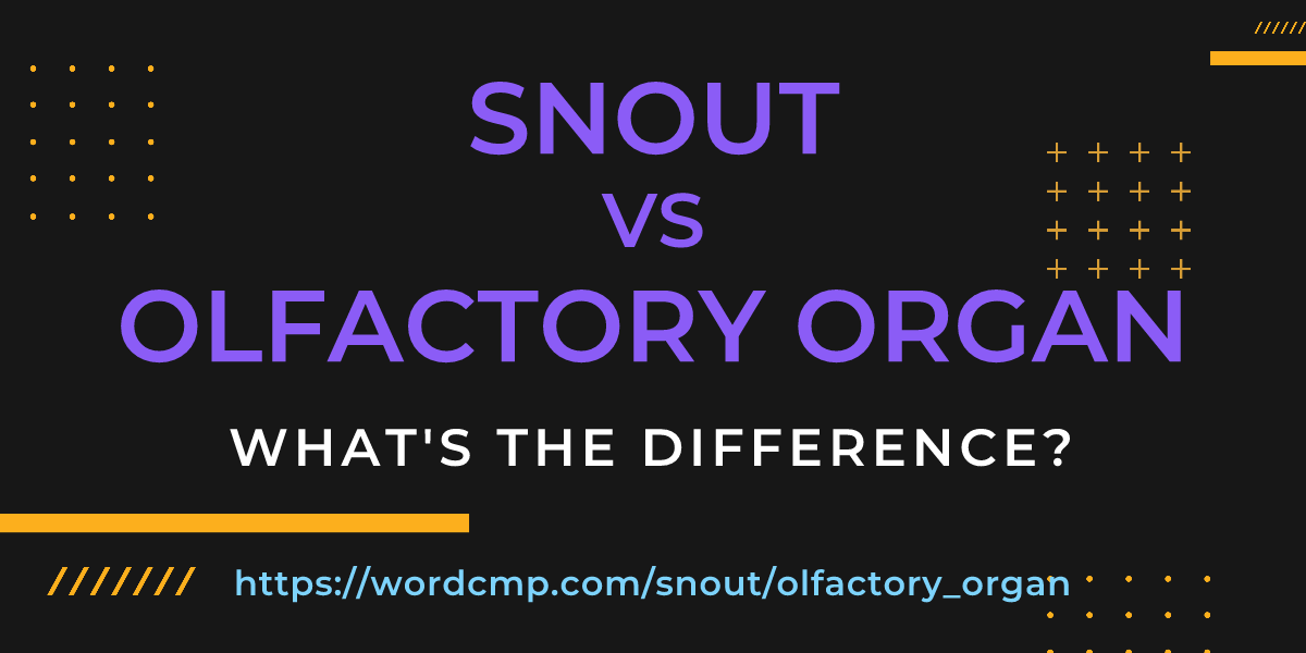 Difference between snout and olfactory organ