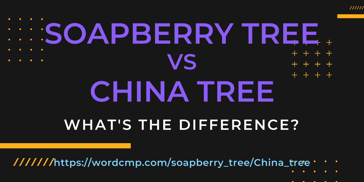 Difference between soapberry tree and China tree