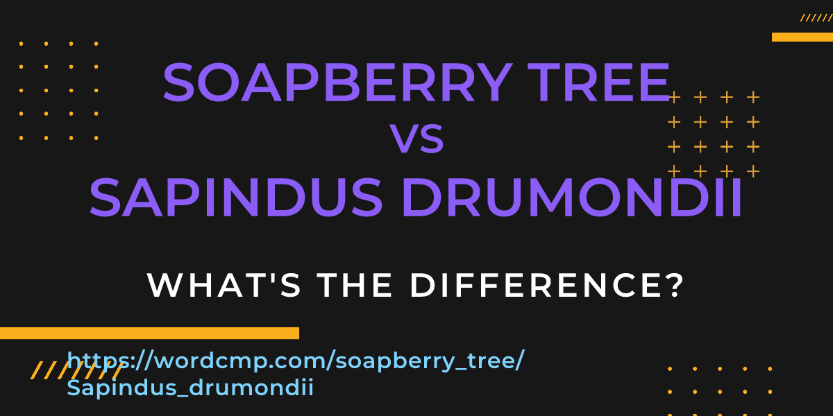 Difference between soapberry tree and Sapindus drumondii
