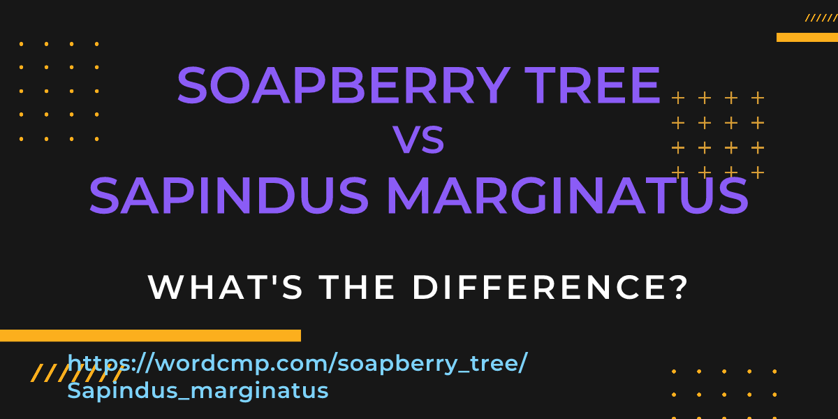 Difference between soapberry tree and Sapindus marginatus