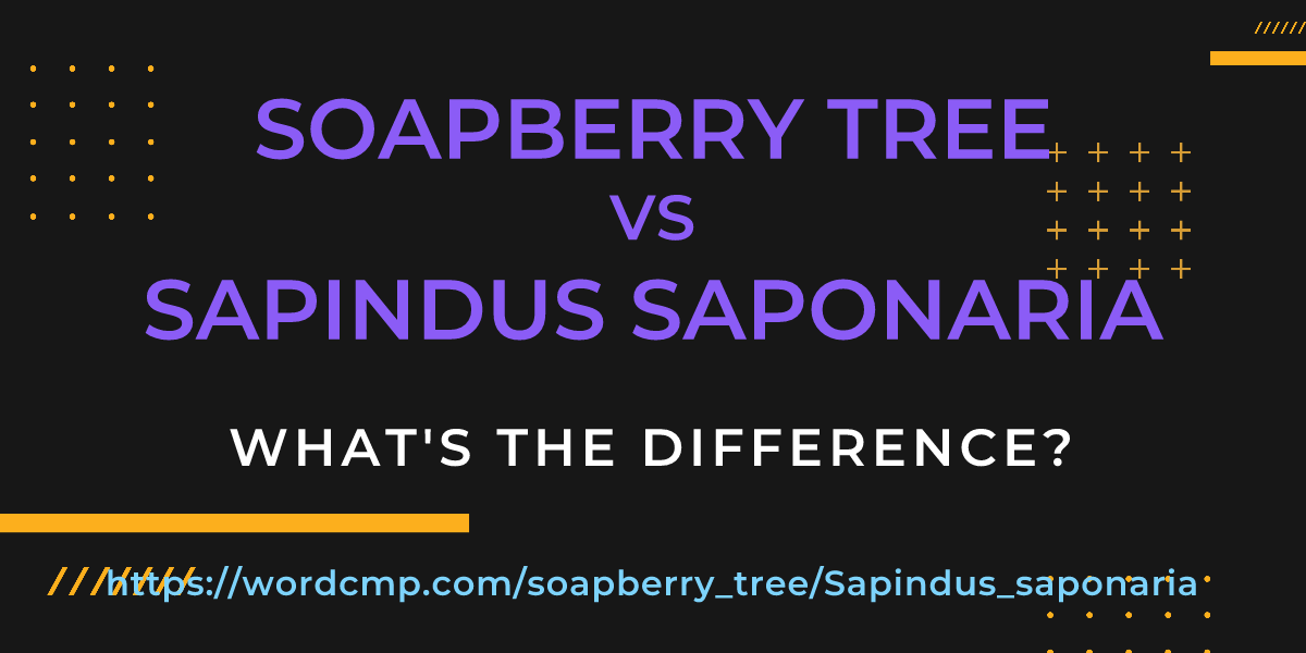 Difference between soapberry tree and Sapindus saponaria