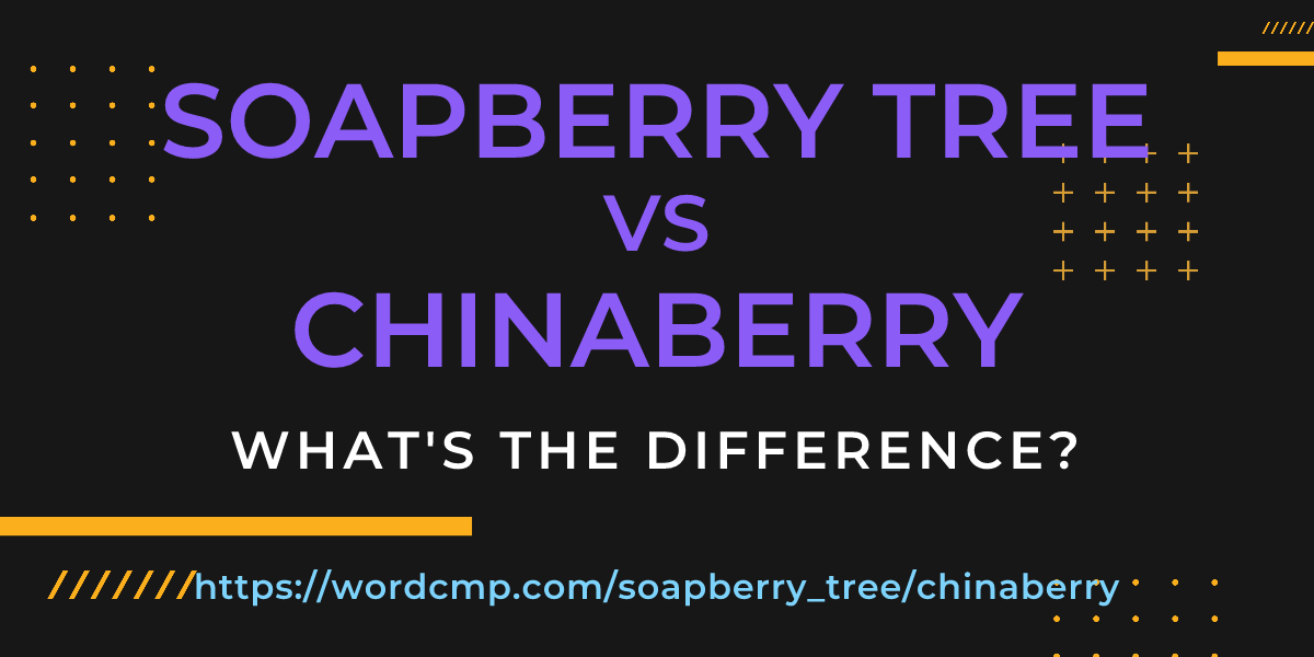 Difference between soapberry tree and chinaberry
