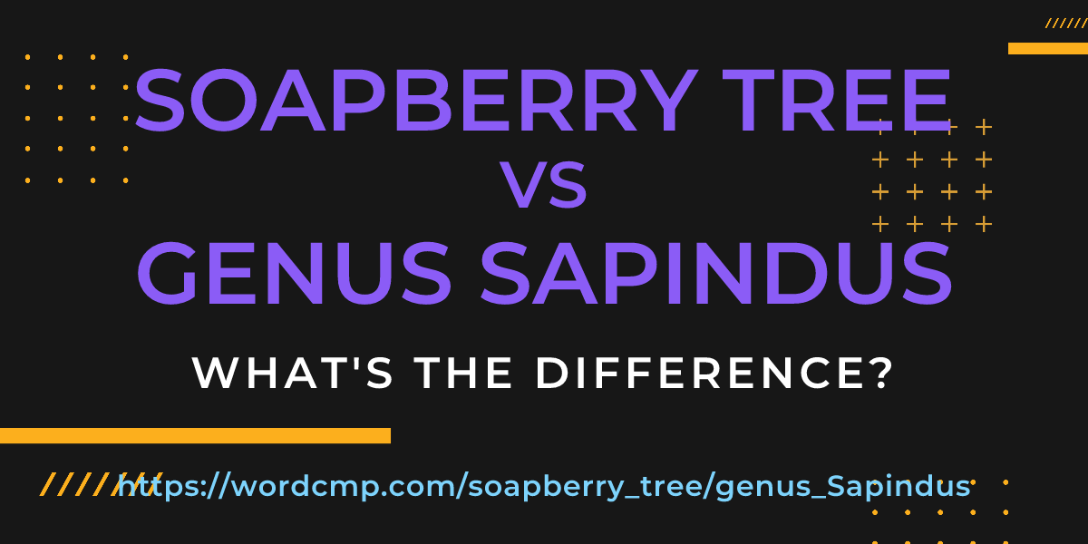 Difference between soapberry tree and genus Sapindus