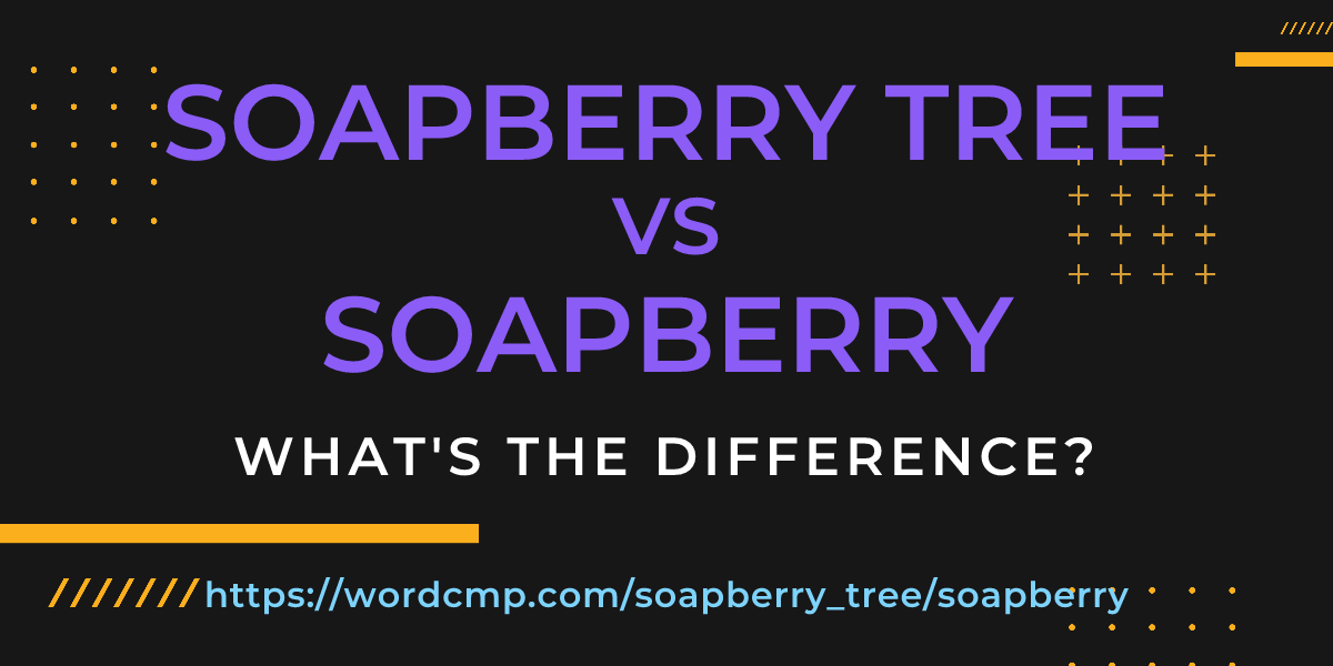 Difference between soapberry tree and soapberry