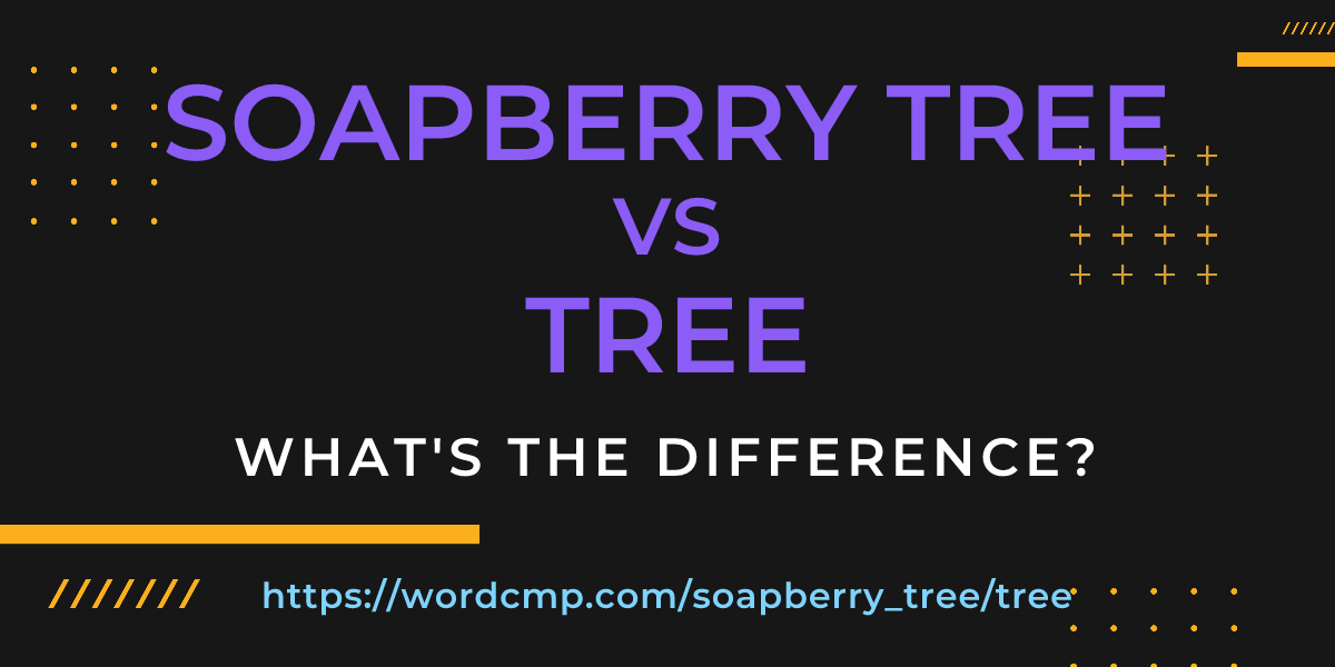 Difference between soapberry tree and tree