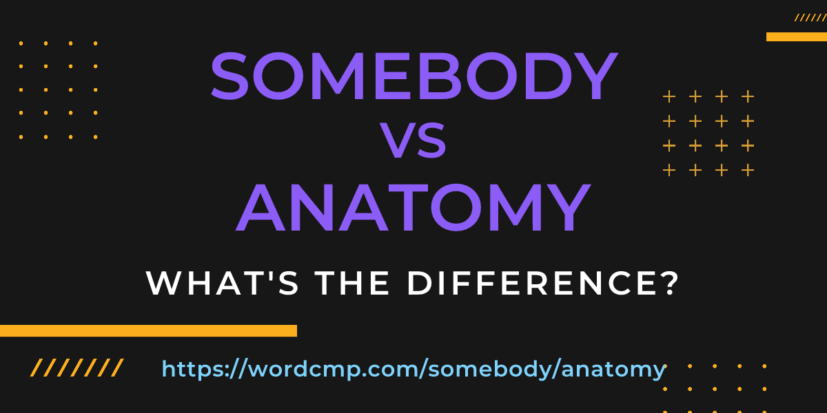 Difference between somebody and anatomy