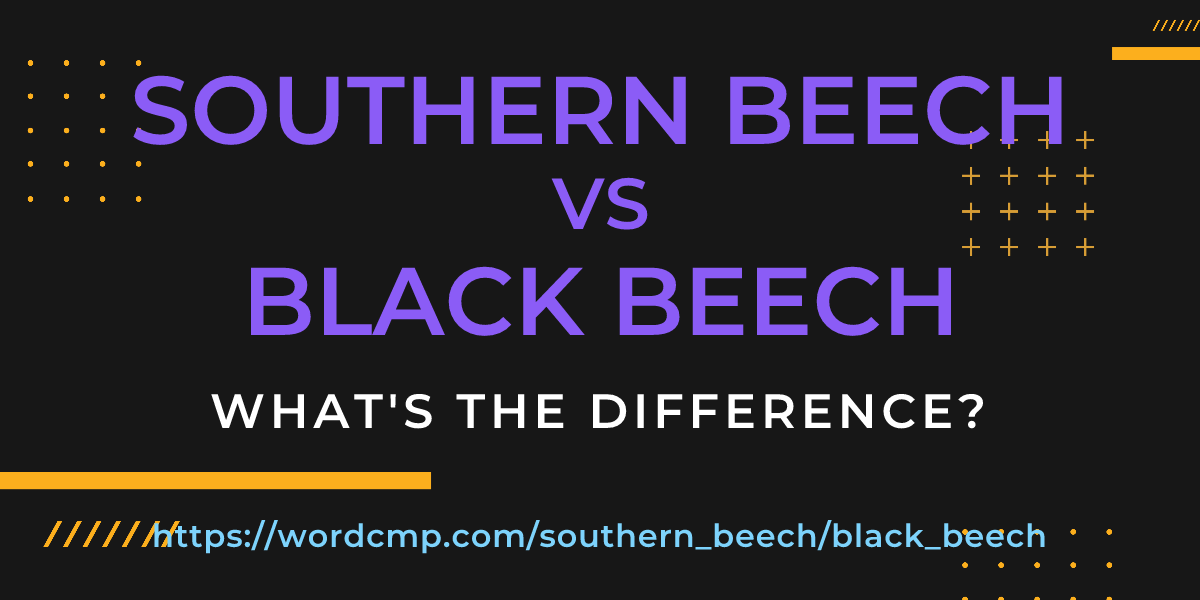 Difference between southern beech and black beech