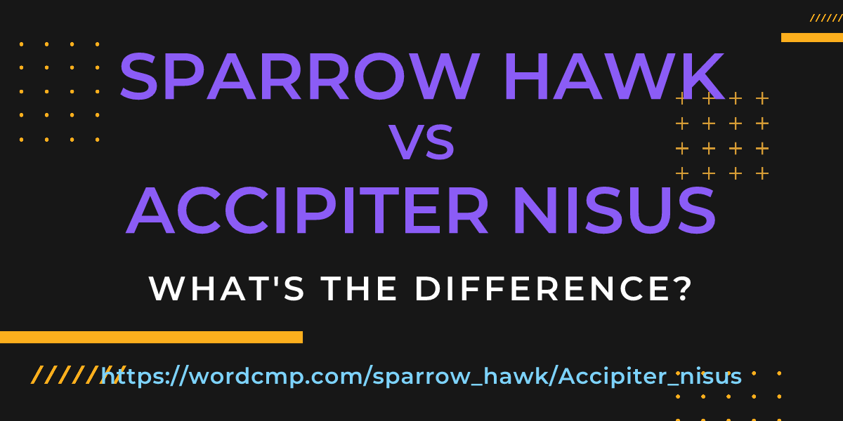 Difference between sparrow hawk and Accipiter nisus