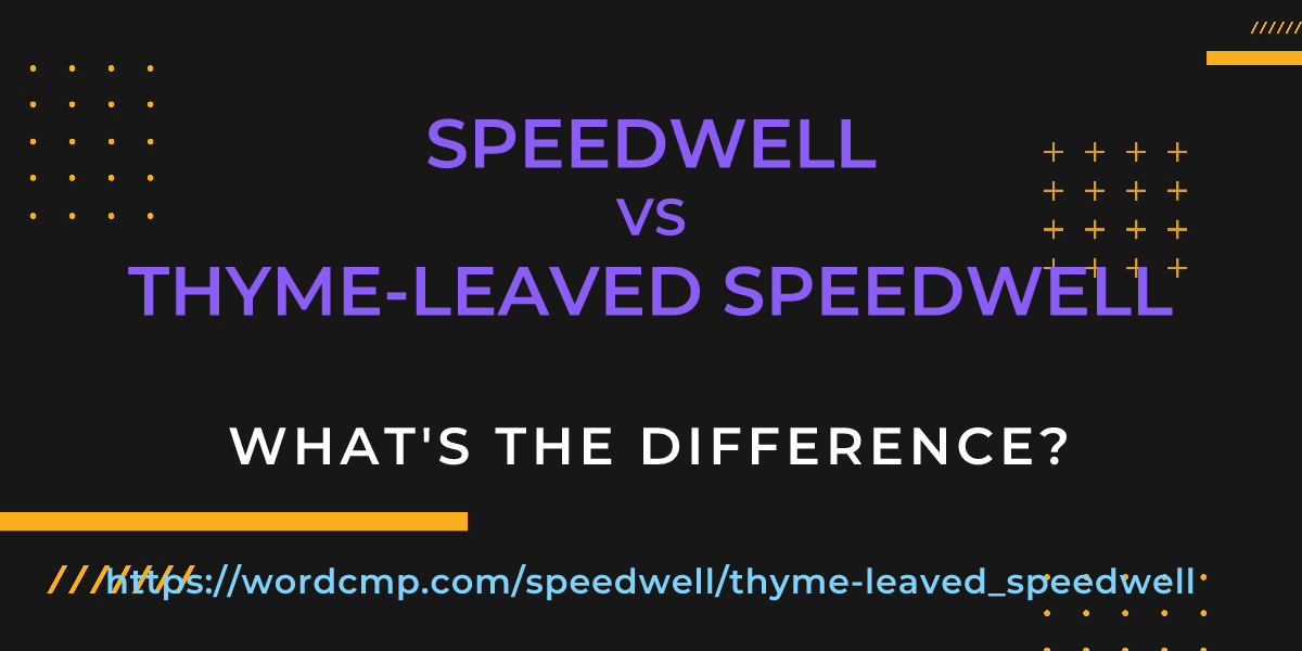 Difference between speedwell and thyme-leaved speedwell