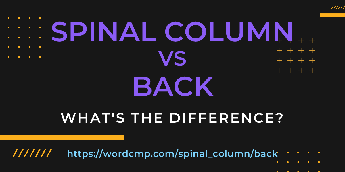 Difference between spinal column and back