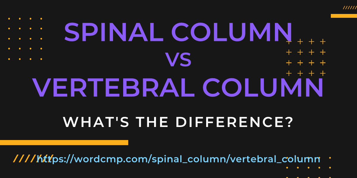 Difference between spinal column and vertebral column