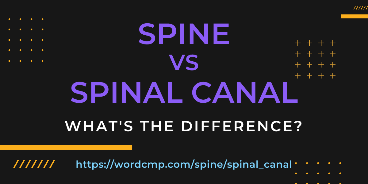 Difference between spine and spinal canal