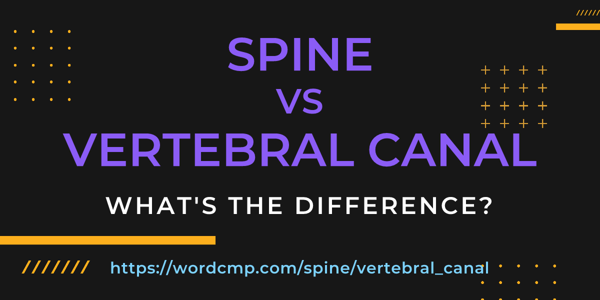 Difference between spine and vertebral canal