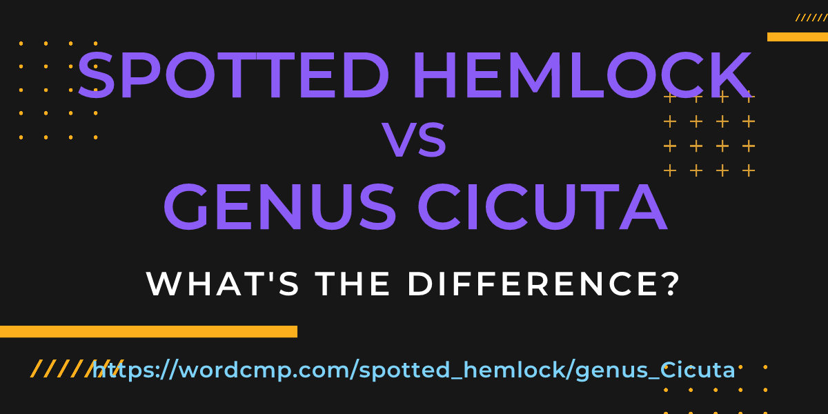 Difference between spotted hemlock and genus Cicuta