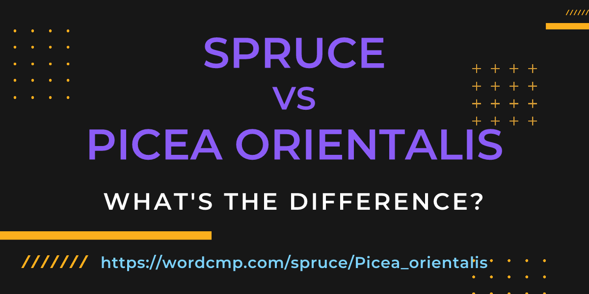Difference between spruce and Picea orientalis