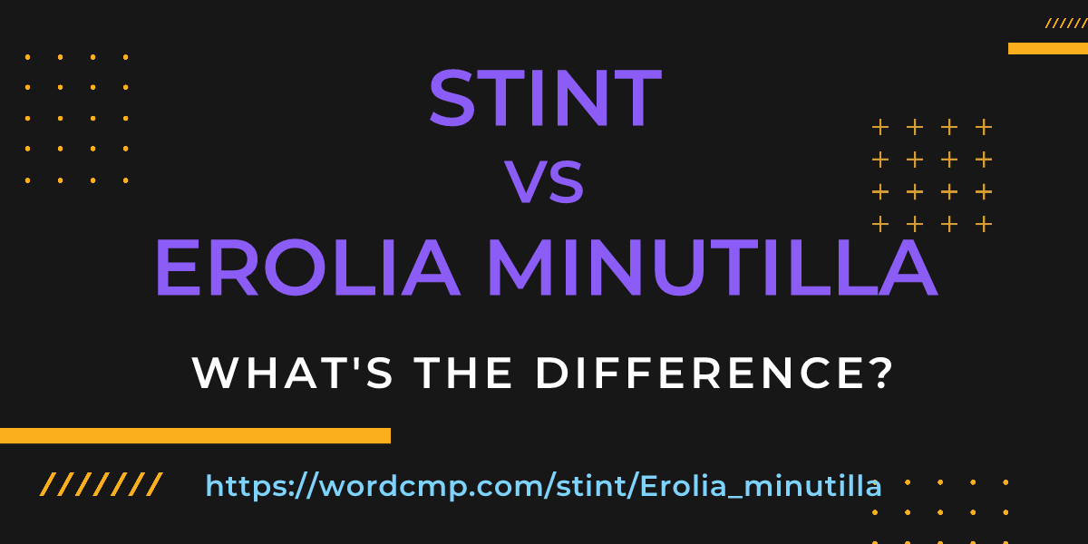 Difference between stint and Erolia minutilla