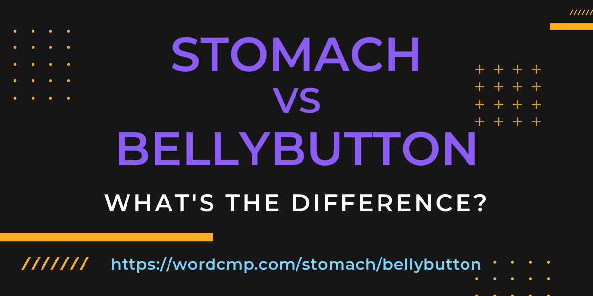 Difference between stomach and bellybutton