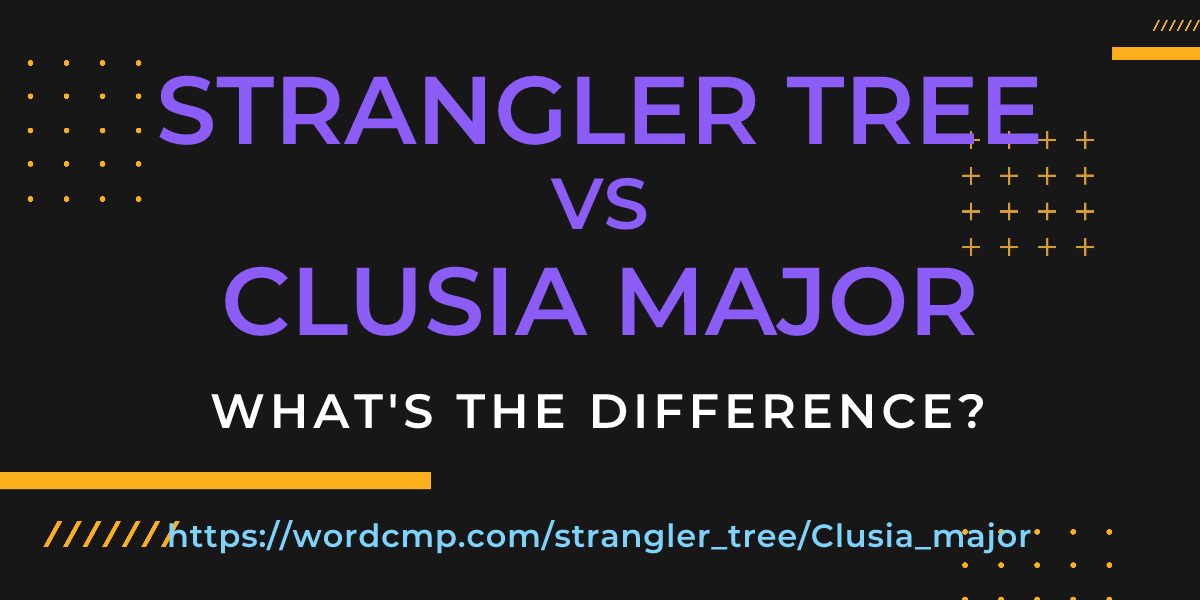 Difference between strangler tree and Clusia major