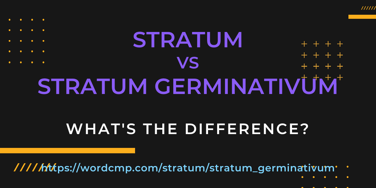 Difference between stratum and stratum germinativum