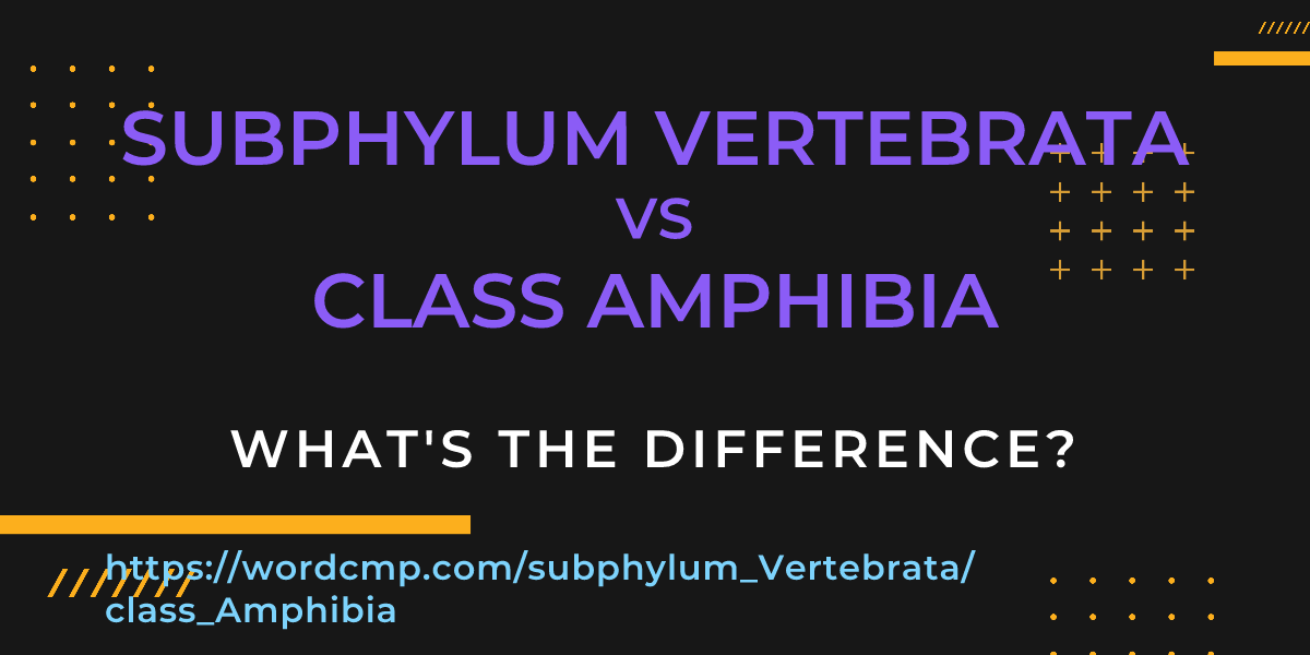 Difference between subphylum Vertebrata and class Amphibia