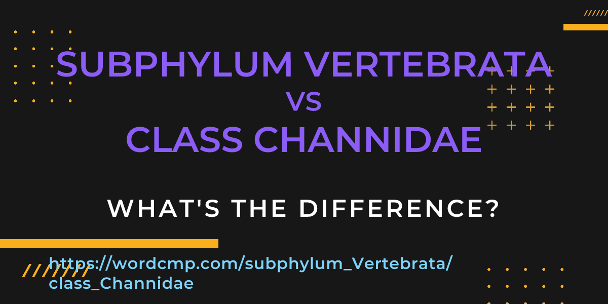 Difference between subphylum Vertebrata and class Channidae