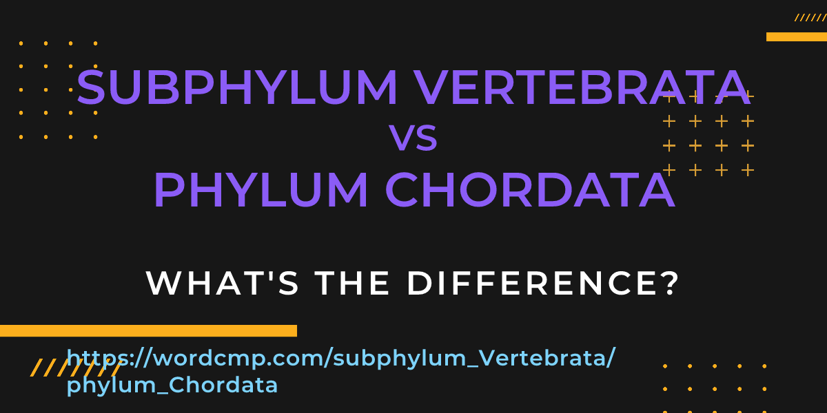 Difference between subphylum Vertebrata and phylum Chordata