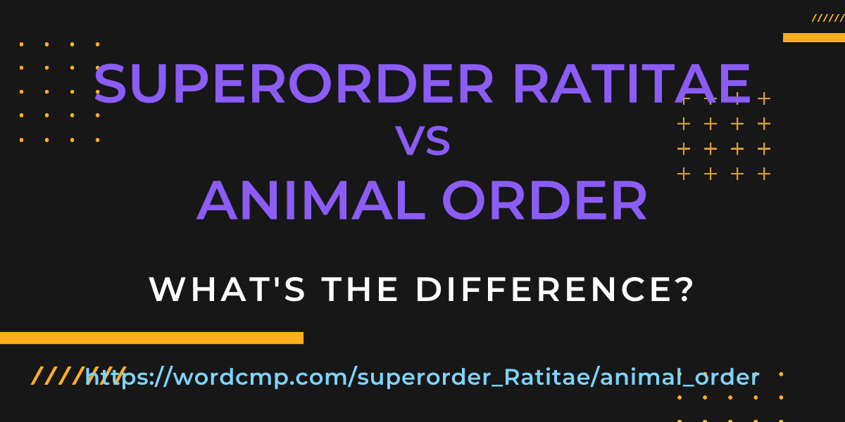 Difference between superorder Ratitae and animal order