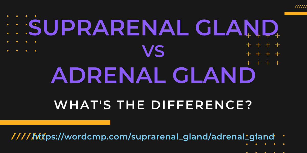 Difference between suprarenal gland and adrenal gland