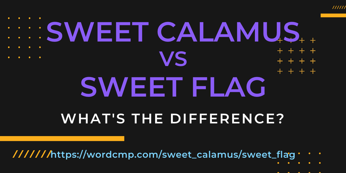 Difference between sweet calamus and sweet flag