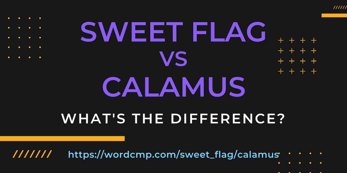 Difference between sweet flag and calamus