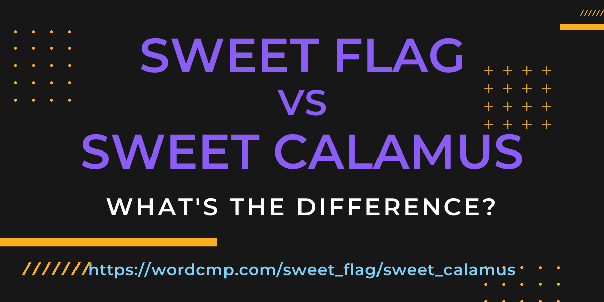 Difference between sweet flag and sweet calamus