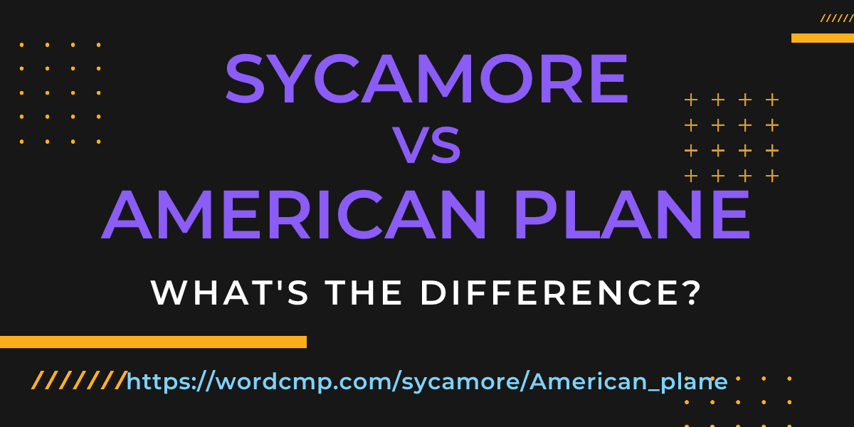 Difference between sycamore and American plane