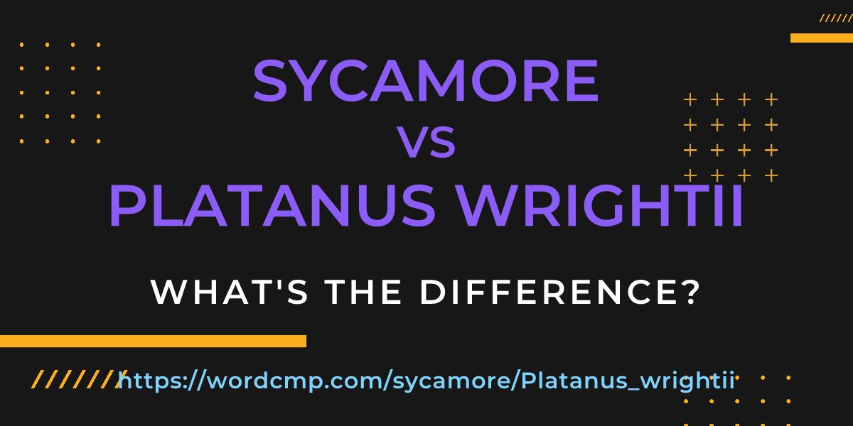 Difference between sycamore and Platanus wrightii