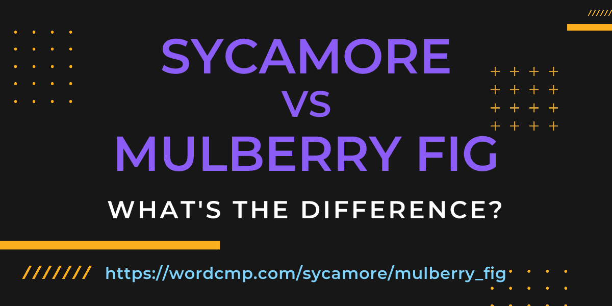 Difference between sycamore and mulberry fig