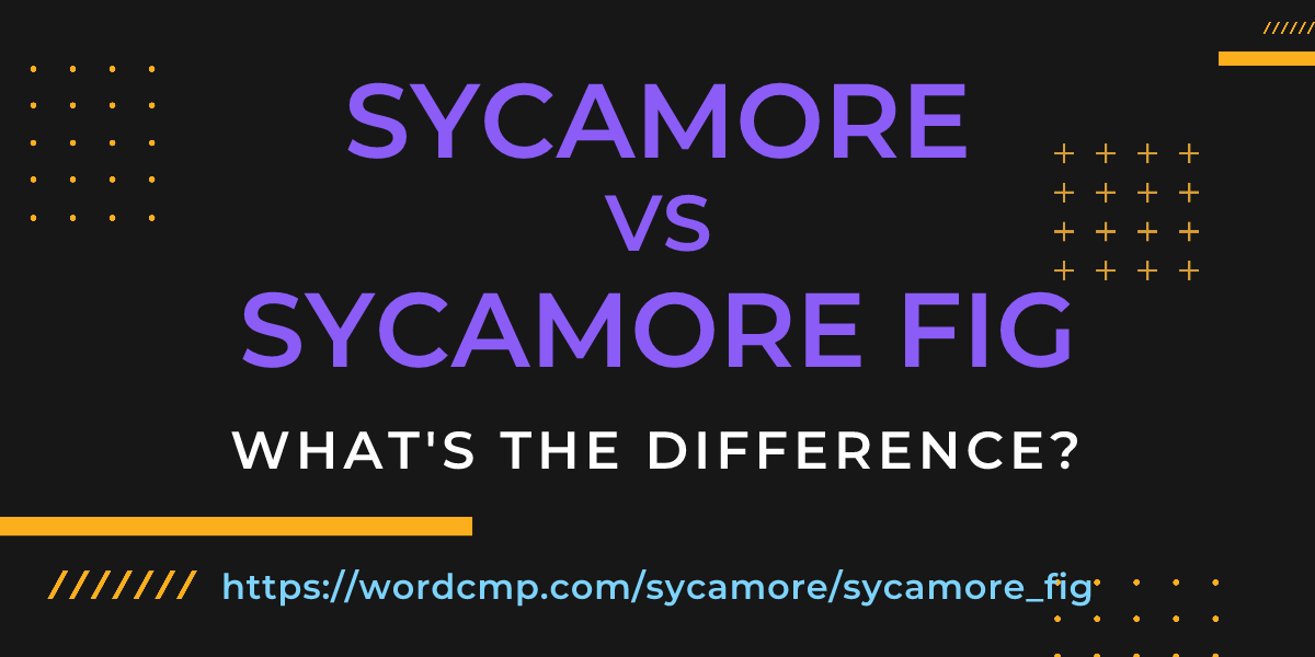 Difference between sycamore and sycamore fig
