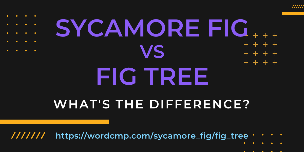 Difference between sycamore fig and fig tree