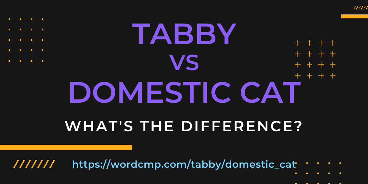 Difference between tabby and domestic cat