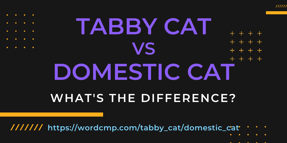 Difference between tabby cat and domestic cat