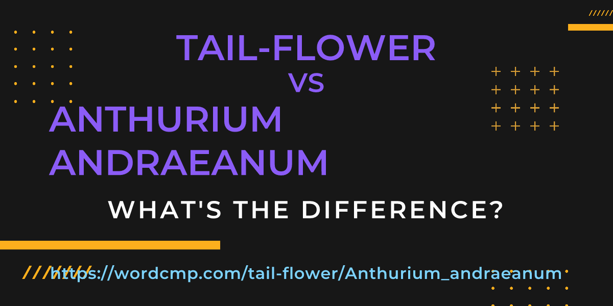Difference between tail-flower and Anthurium andraeanum