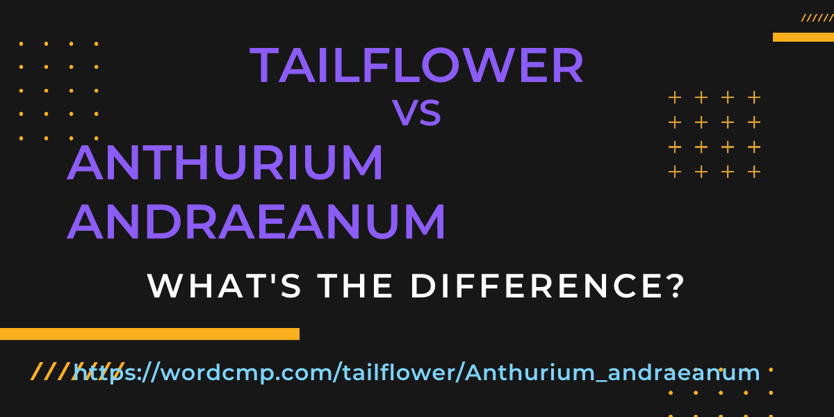 Difference between tailflower and Anthurium andraeanum