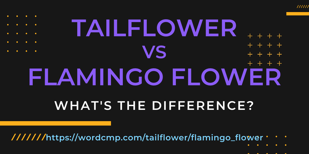 Difference between tailflower and flamingo flower