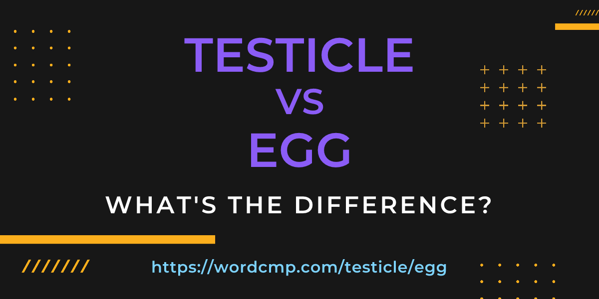 Difference between testicle and egg
