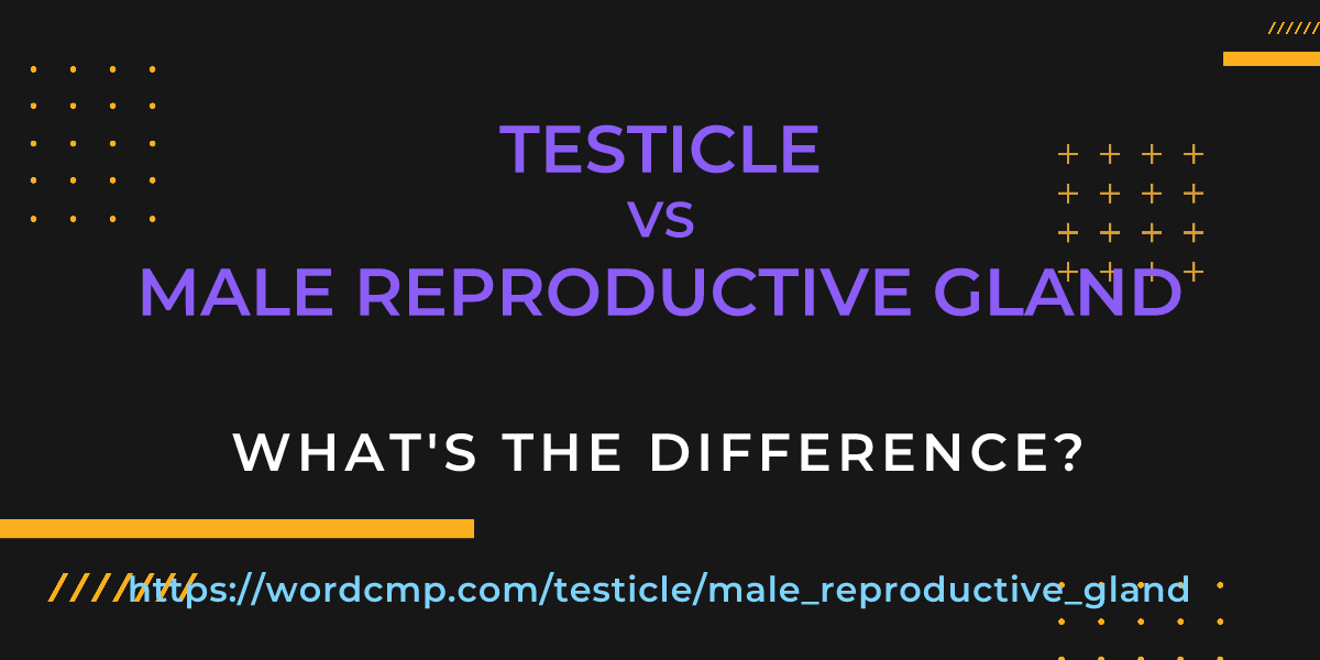 Difference between testicle and male reproductive gland