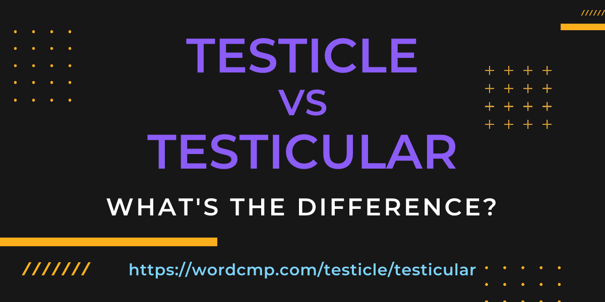 Difference between testicle and testicular